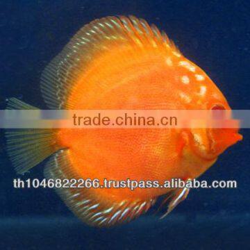 Discus Fish Farm for Sale and Export photo-2