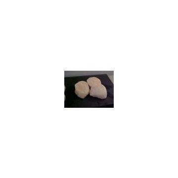 United States Sea Scallop USA