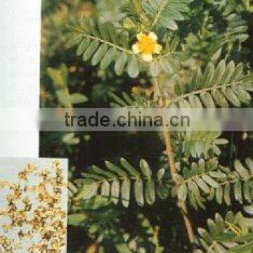 Tribulus terrestris extract powder