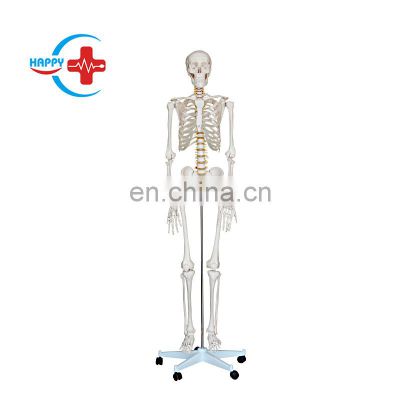 HC-S201 Life-Size Human skeleton model 180cm for medical teaching in medical anatomical