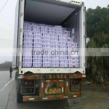 Fresh Kelp Knot,Laminaria Cut photo-5