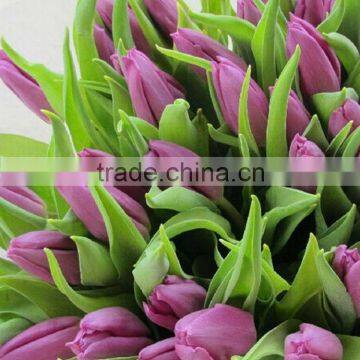 Factory useful purple tulip flowers