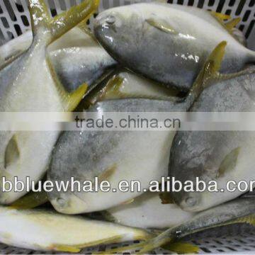 fresh frozen golden pomfret white pomfret fish