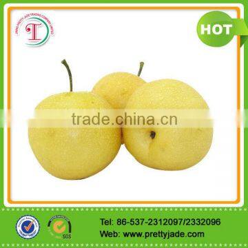 Chinese Ya pear fruit