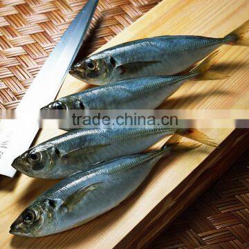 Frozen Horse Mackerel