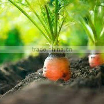 H2016 HIGH QUALITY CARROTS FOR EXPORT