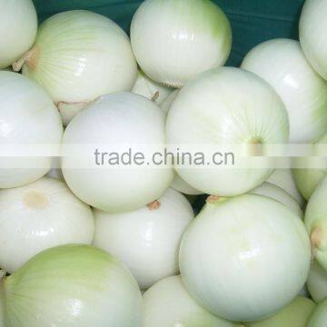 Fresh Onion Supplier