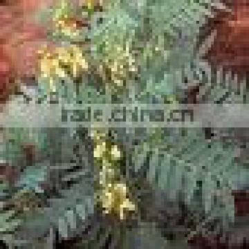 Senna Powder ( Color Less Henna ) 100% Pure Herbal Natural photo-4