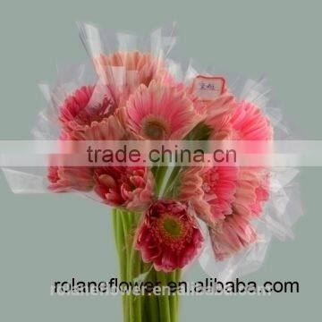 Beautiful decorative flowers without stems artificial flowers long stem with 0.6-0.8kg/bundle from Yunnan, China