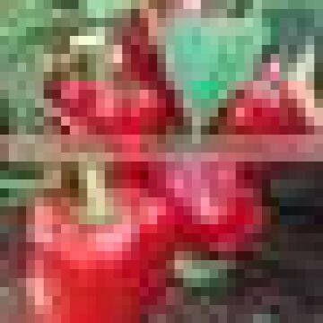 Fresh Bell Pepper India/good Quality Capsicum/farm Fresh Red,yellow,red Capsicum/bell Pepper Exporter in India photo-3