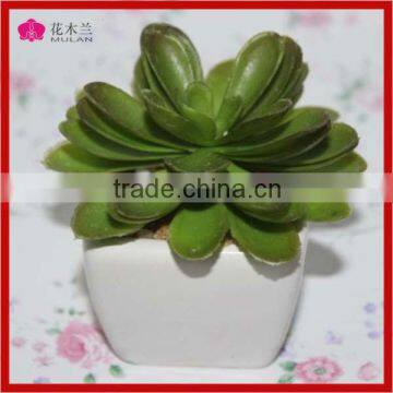 creamic potted succulent table decorative mini succulent plants