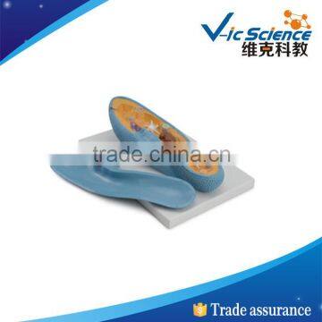 Best price good quality paramecium pvc model