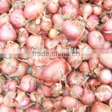 red small onion price