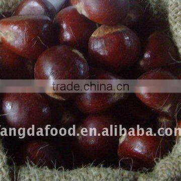 Chinese organic Fresh Chestnut