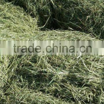 Rhode grass hay, Grass hay, Hay bales, Hay for animal,Animal feeding bale