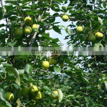 Fresh Early su Pear Juicy su Pear With Best Price for Export photo-2