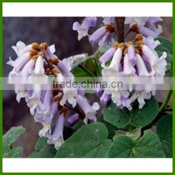 High Quality Paulownia Tree Seed For Sale