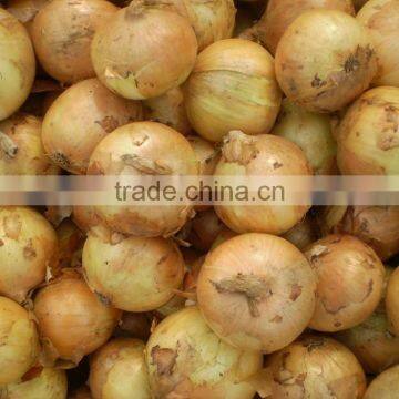 Chinese Fresh Yellow Onion with High Quality in Low Price