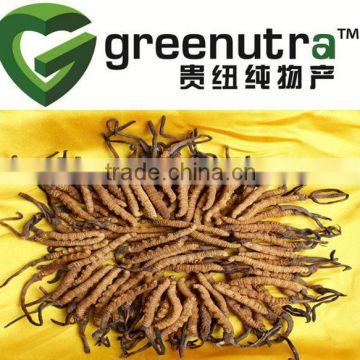 Cordyceps Extract