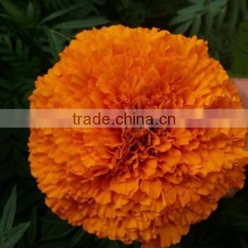 High quality F1 hybrid marigold flower seeds