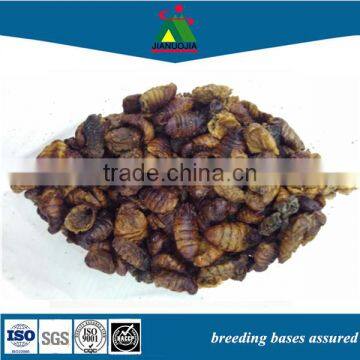 factory image artificial food silkworm