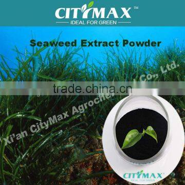 HOT!!! organic fertilizer seaweed kelp extract from ascophyllum powder