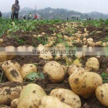 Agrolink Quality and Quantity Assured Hot Sale Slow Release Compound Fertilize photo-6