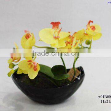 yellow Phalaenopsis Orchids in black ceramic pot