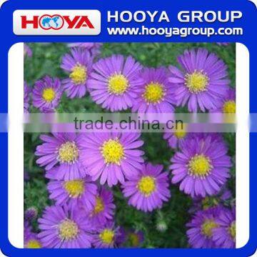 Roll n Grow Flower & Lazy Flower Carpet photo-2