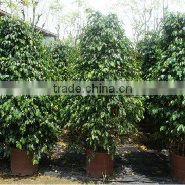 Ficus benjamina pyramid shape