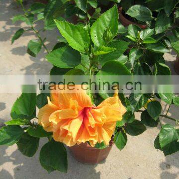 Hibiscus Shrub Trees Different Color and Varities photo-3