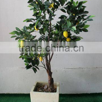 Foliage Plants Bonsai From Guangzhou Factory photo-2