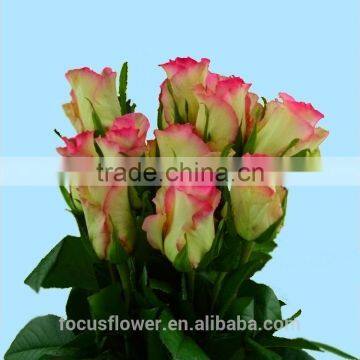 Fragrant aroma crazy selling fresh cut roses from ecuador rolane rose flower hopeshow with 20stems/bundle from Kunmming