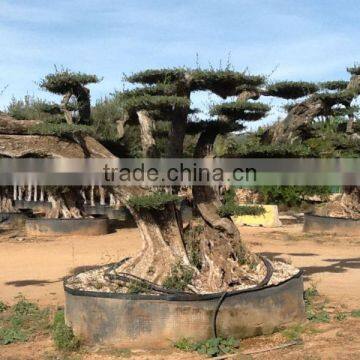 OLEA EUROPAEA Millenary photo-2