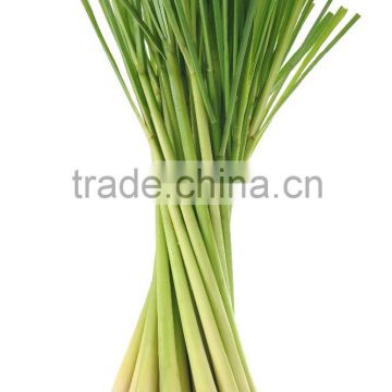 Fresh Lemongrass/ Cutting/ Minced / Powder