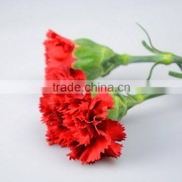 Cheap Mastor multi-colored fresh cut carnations