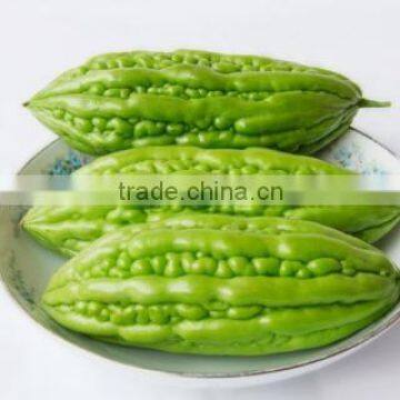 BEST PRICE FOR FROZEN BITTER MELON HIGH QUALITY AND BEST PRICE