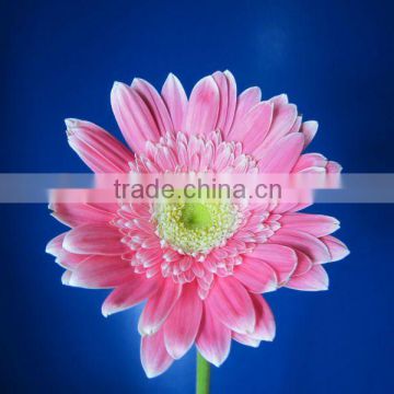 100% Fresh promotional cut gerbera plants sale india