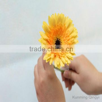 supply fresh cut flowers Gerbera flowers