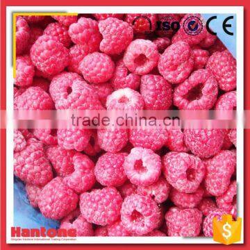 China Organic Frozen Red Raspberry