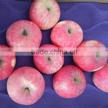 Best Selling Nutritious Apple Fuji Apples Chinese Fuji Apple