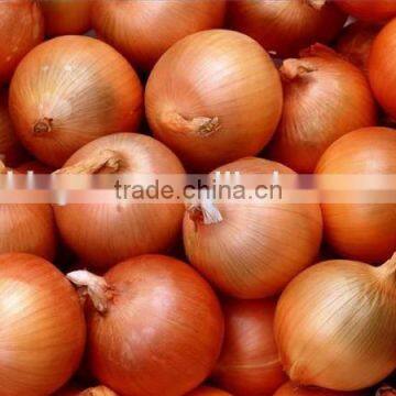 Fresh yellow onion for hot sale