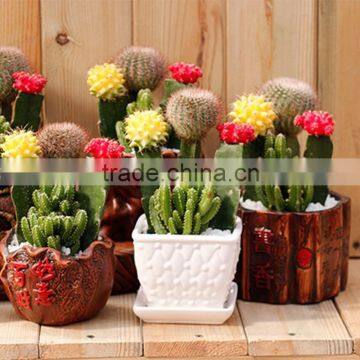 Succulent plant indoor tropical plants