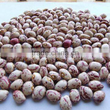 Light Speckled Kidney Beans