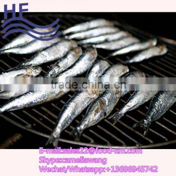 BQF/IQF Frozen Fresh Light Caught Sardines for Tuna Bait Offer From China