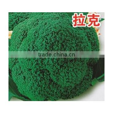 Early maturity high yield disease resistant green broccoli seeds Lucky F1