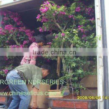 Bougainvillea glabra