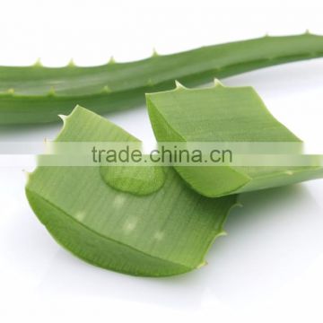 Aloe Vera Extract 10X- Food grade