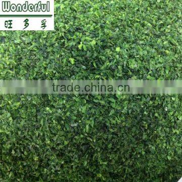Seaweed Food Roasted Green Seaweed Ulva Lactuca or Sea Lettuce