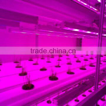 Container Greenhouse photo-4